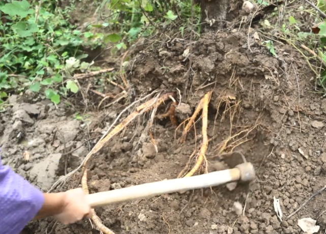 立秋后用此树根炖鸡汤,祛湿通络效果极佳,在城里有钱