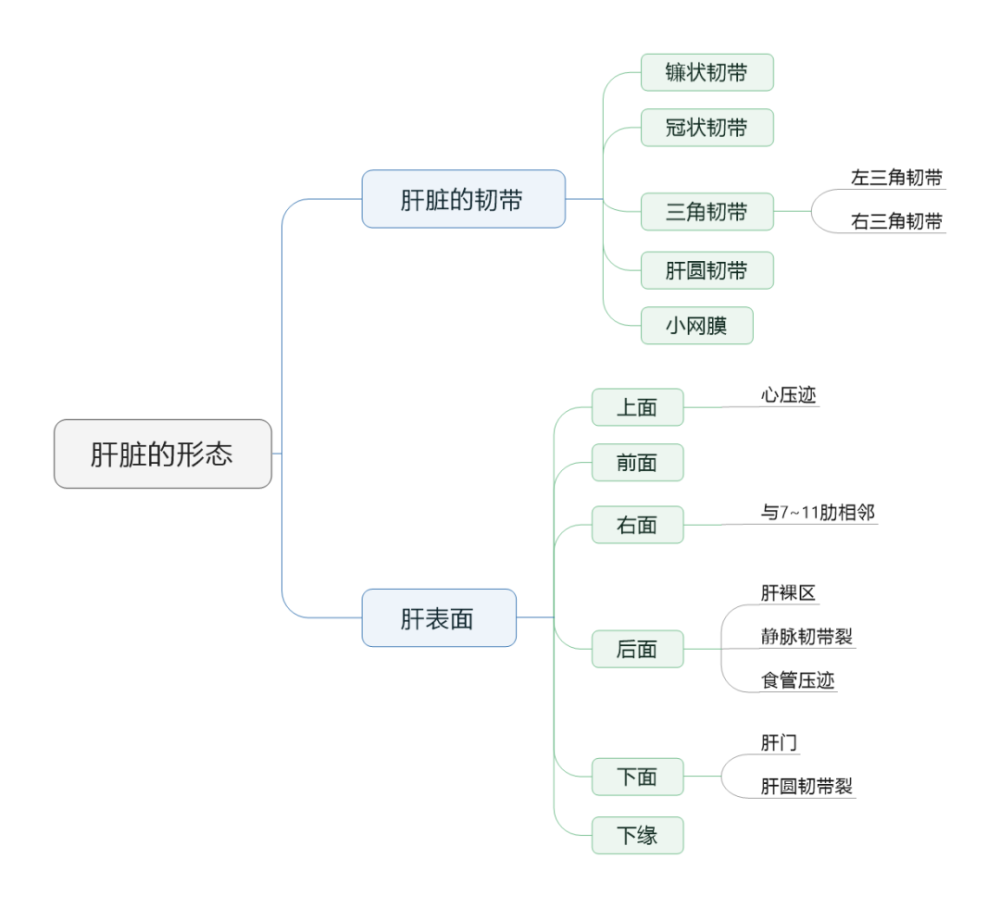 肝脏的形态