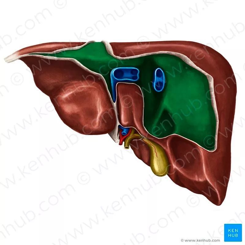 此韧带的两层之间有一大块无腹膜覆盖的肝三角区,称为" 肝裸区(bare