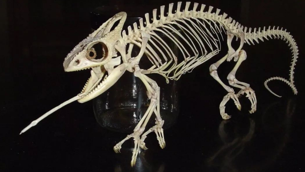5种生物的骨骼造型,变色龙看上去就像一只老鼠