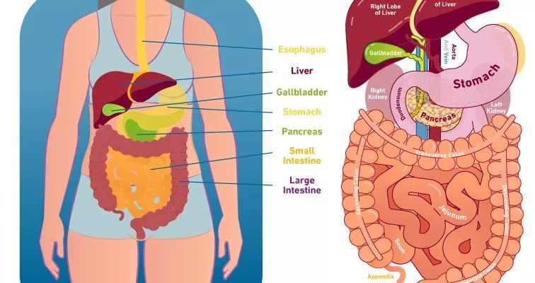 运动和分泌 肠道运动性代表了食物通过摄入(食物摄取),咀嚼(咀嚼食物