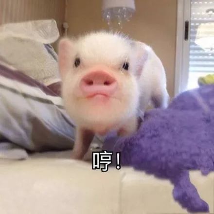 搞笑猪猪表情包,来啊一起吸猪啊