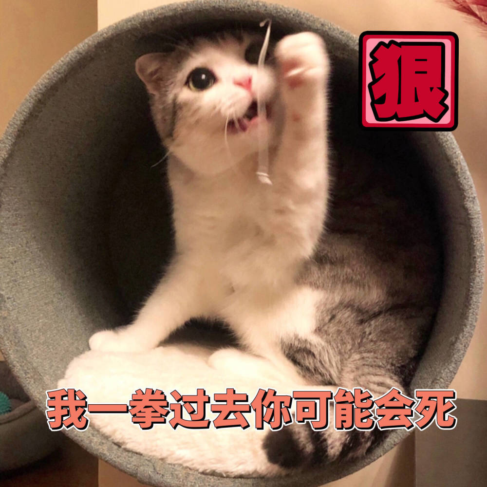 可爱猫咪搞笑表情包:小哥哥我错了,这次饶了我吧!