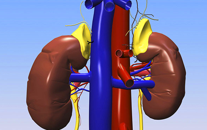 如果少个"肾",对身体会有什么样的影响?看完要注意了!