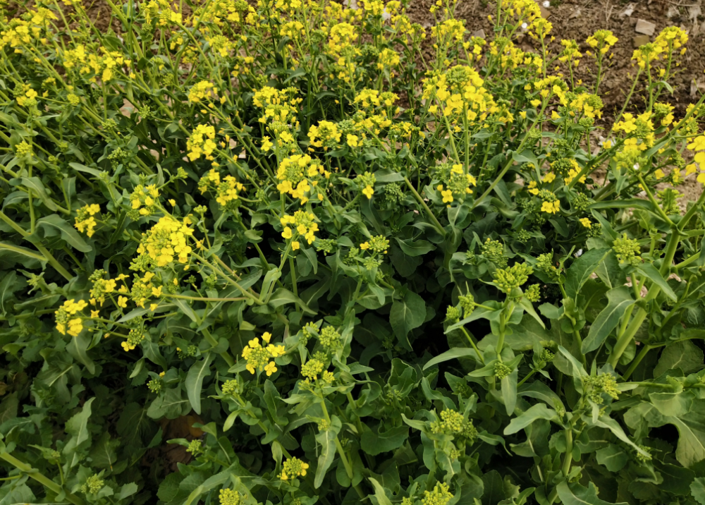 冬油菜的种植管理方法是什么?