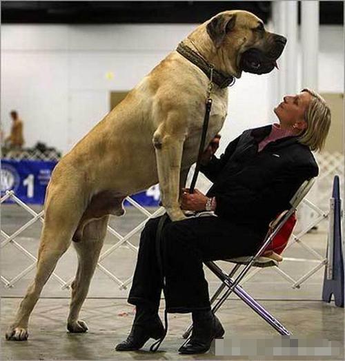 地球上体型最大的狗,站起来有2.3米高,女主人为它放弃爱情!