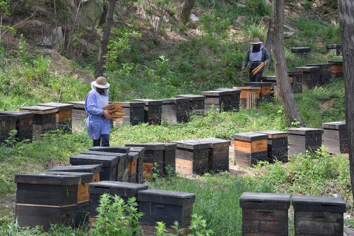 养殖蜜蜂都有啥诀窍?3个方面管理不可少,初学者要注意