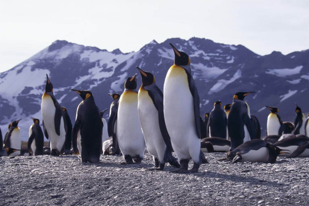 成群结队的企鹅,很可爱,你喜欢吗?