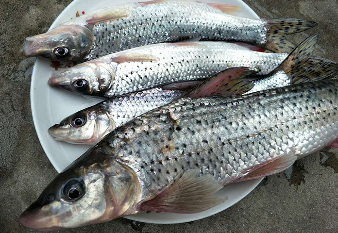 上海朱家角有一种鱼叫"花骨鱼"肉质细嫩,没有一点土