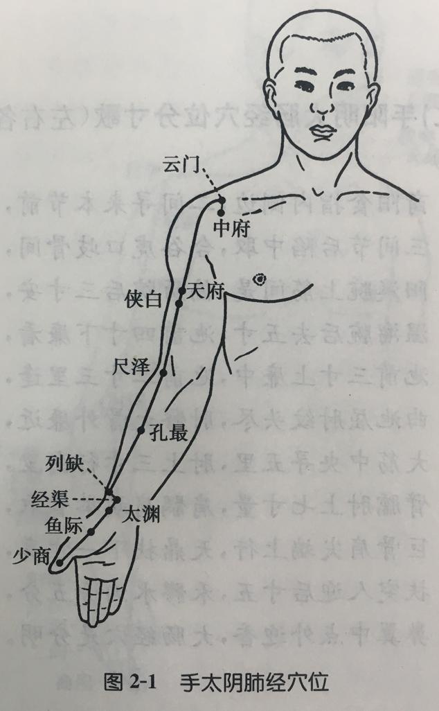 手太阴肺十一穴,中府云门天府列,次则侠白下尺泽,又次孔最与列缺,经渠