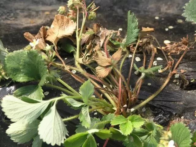 草莓疫病 不管是处于生长期的草莓,还是刚刚定植的辣椒苗,最容易受到