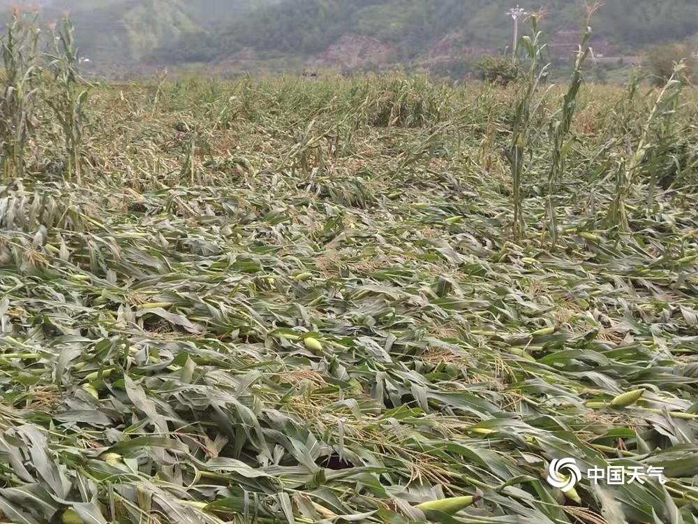 云南宁蒗县遭遇强对流天气 部分农作物受灾