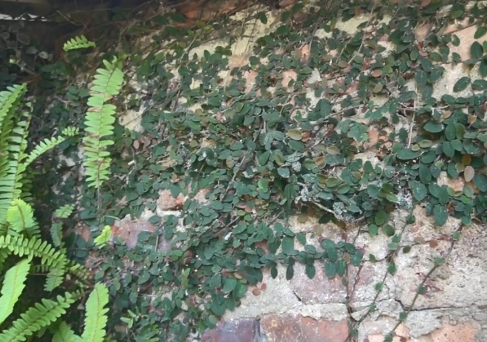 其实这种植物就是攀墙风,又称络石藤,白花藤,是一种夹竹