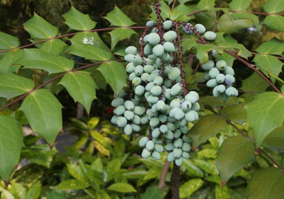 这种植物人称十大功劳果实酷似葡萄串刮掉皮后是金黄色的