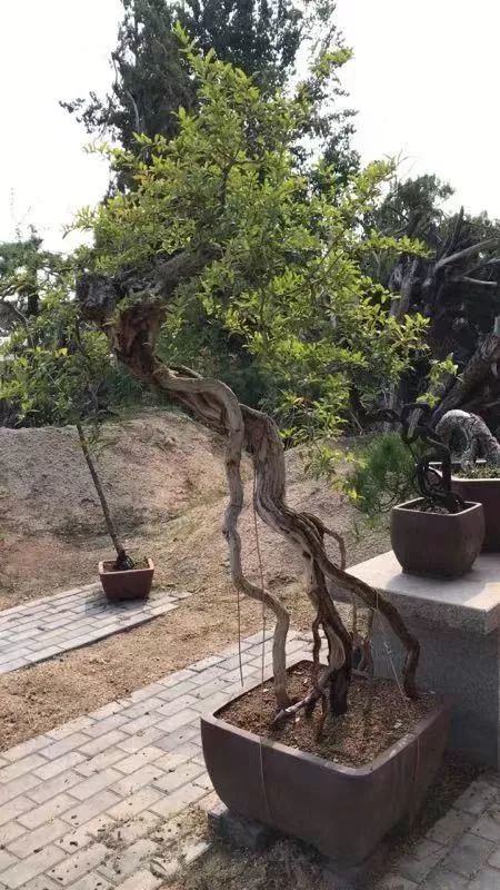 2021第九届沭阳花木节展商介绍:淮南市盆景文化艺术