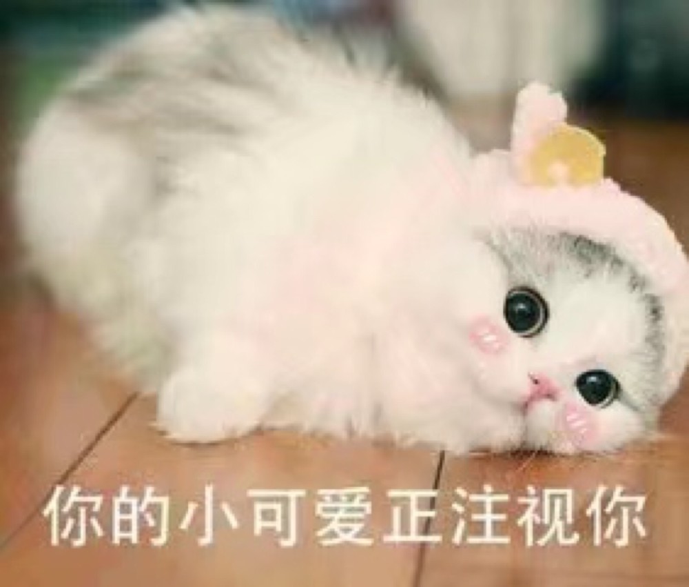 可爱猫咪搞笑表情包你的小可爱正在注视着你