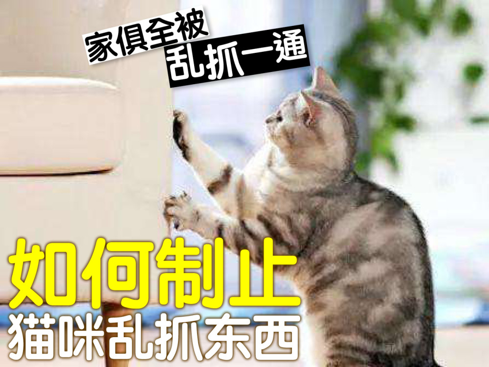 家具被破坏 如何制止猫咪乱抓东西