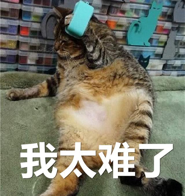 主人意外发现肥猫拿起梳子开始梳毛?惊讶中发现原是猫爪被卡住