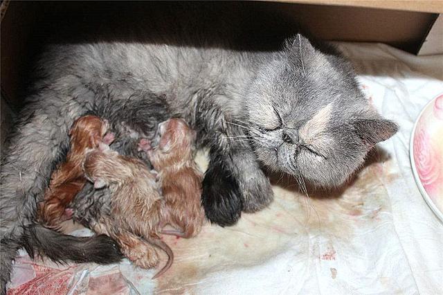 猫咪迟迟不生小心流产可能主人应知四种易导致流产的原因