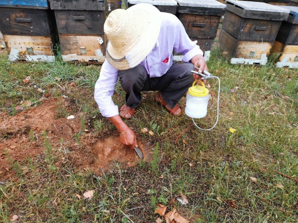 养蜂新手不解,5个作用告诉你水