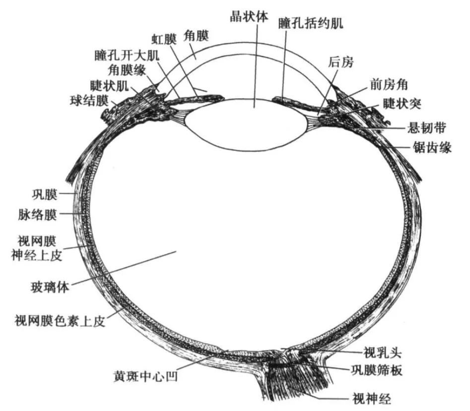 2,角膜的位置: 看下图,找一找角膜位置,对,角膜就是眼睛这