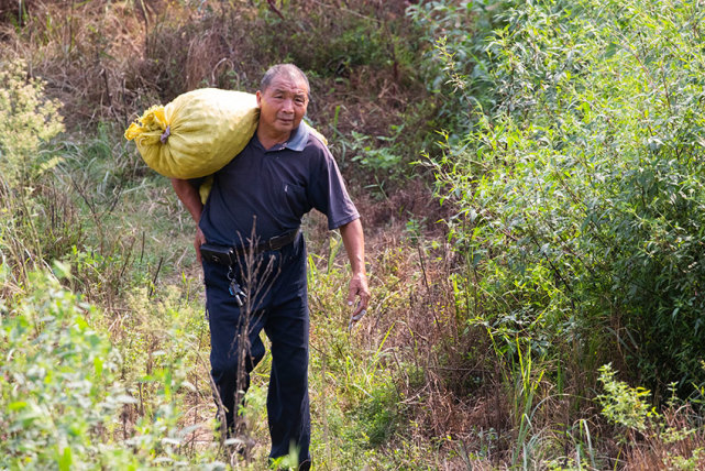 实拍大别山农民收打板栗,一袋袋背下山很辛苦,每斤只能卖2元钱