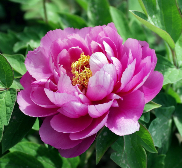 心理学:4朵富贵花,你觉得哪一朵最美?测你命中的福气在哪儿?