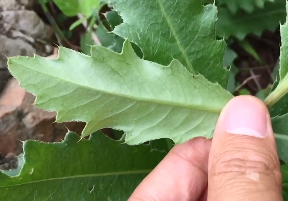 这种野菜叶子全是刺,营养价值高用途甚广,可惜农村人