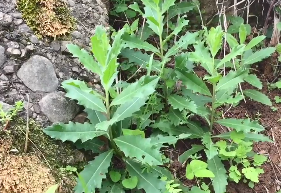 这种野菜叶子全是刺,营养价值高用途甚广,可惜农村人都当成猪草