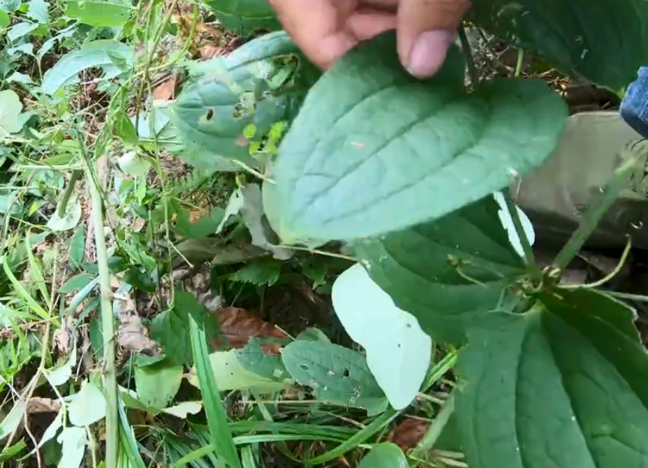 大山里一种药材专治腰腿酸痛,挖出根茎一大团,城里药店都不常见