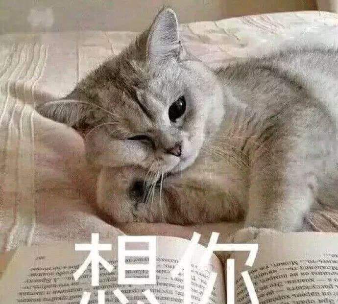 可爱猫咪搞笑表情包:我要睡觉了,你想干嘛啊!