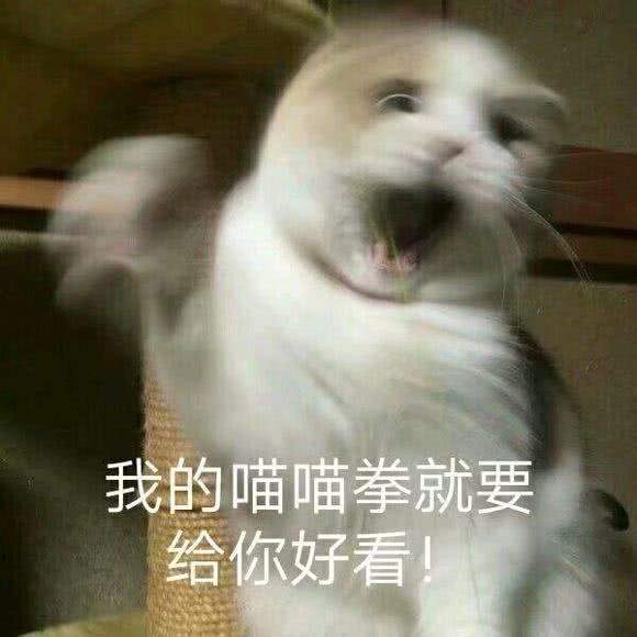 可爱猫咪搞笑表情包:摸你狗头,嘻嘻!