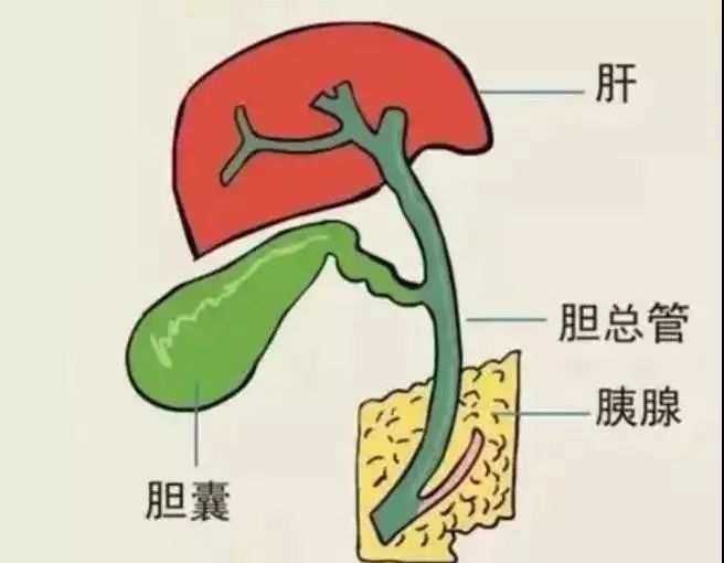 胆结石患者的日常饮食应注意些什么?