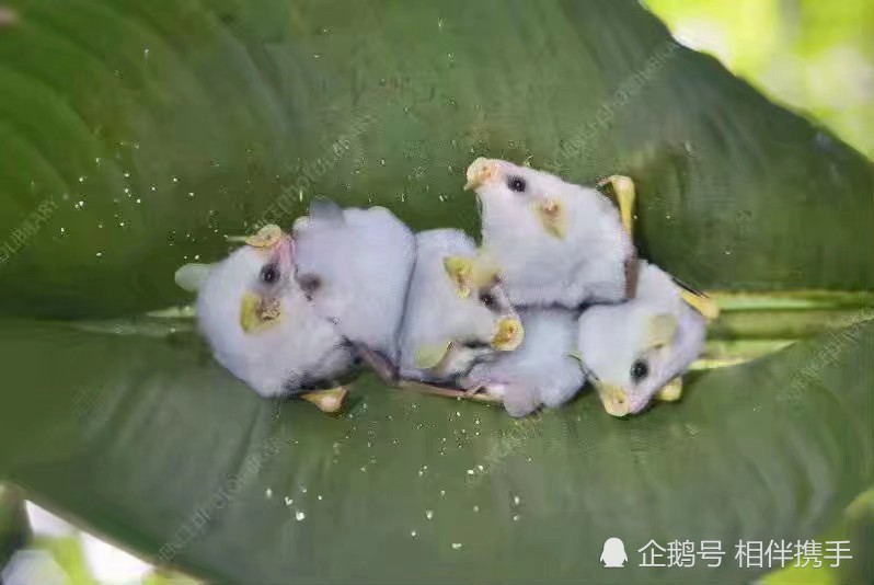 猪猪蝠,你见过吗!难道是猪猪和蝙蝠的宝宝?
