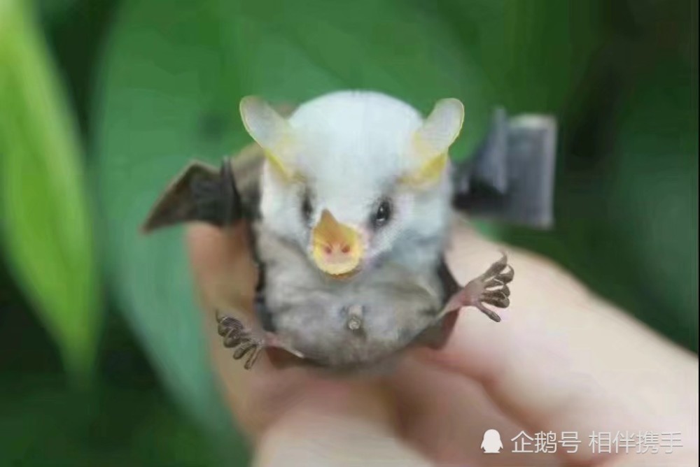 洪都拉斯白蝠,中美洲的小型素食蝙蝠,体重只有6克左右,它会咬断芭蕉