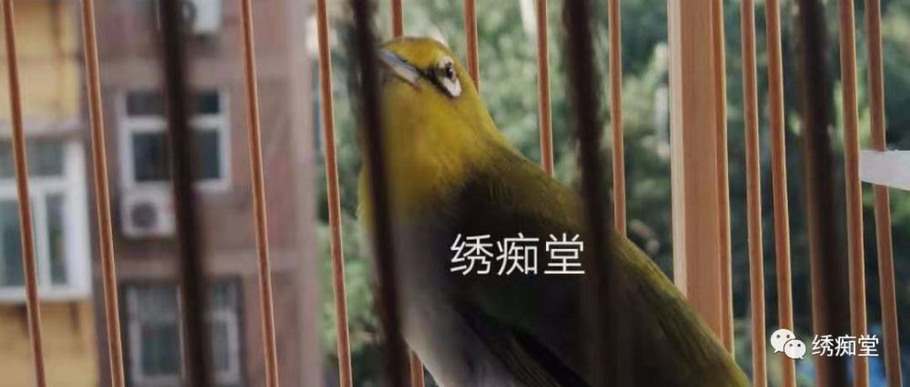 暗绿绣眼区分雌雄5法