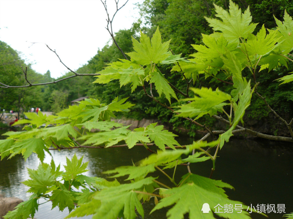 枫树即便青涩时光也掩饰不住她的婀娜多姿,只是在春天和夏天里,她的