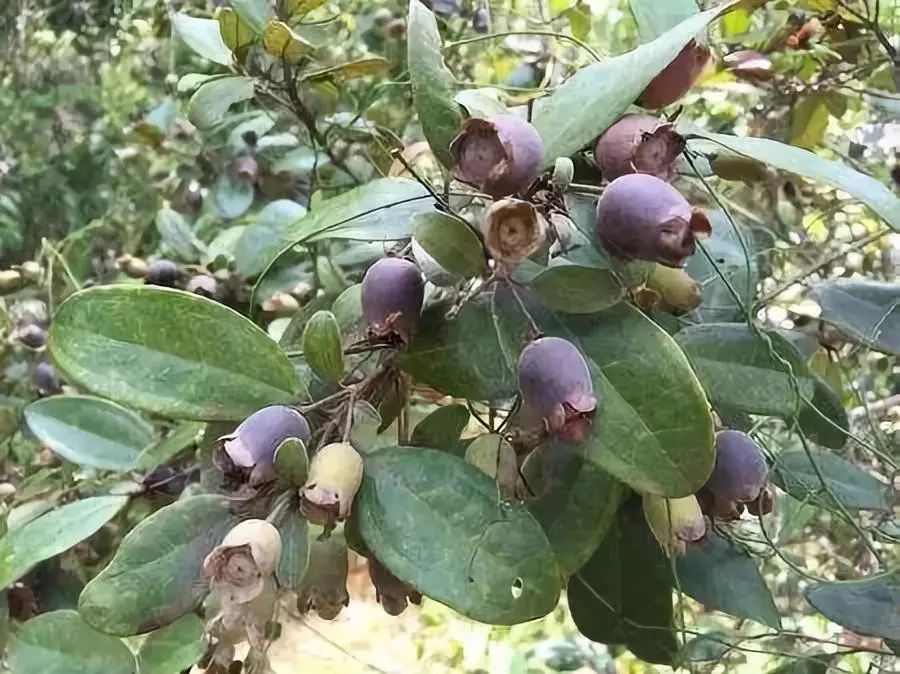 哆尼,岗菍,山菍,多莲, 当梨根,仲尼,乌肚子, 桃舅娘,当泥