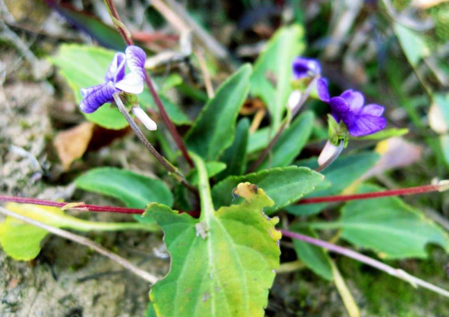 农村这植物叶子像蛇头,花包像蜂窝,据说它对付蛇伤有