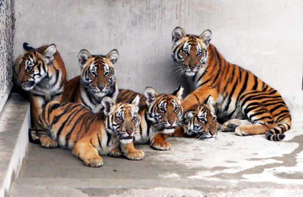 上海动物园自己繁殖的6只华南虎宝宝(图片@图虫·创意)