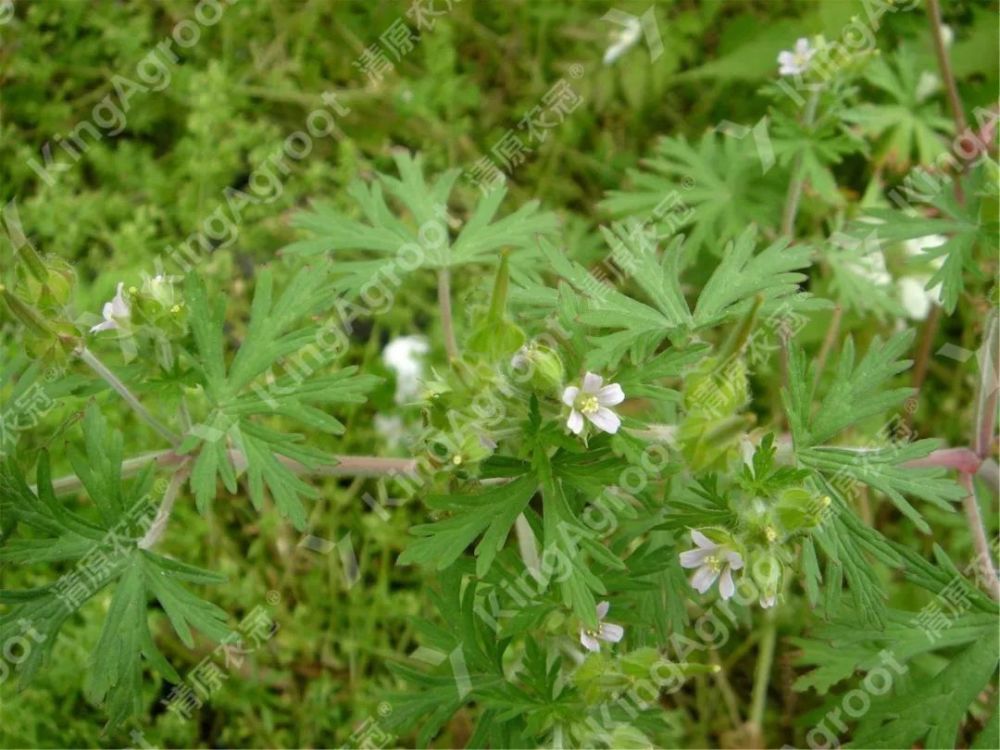 高清版麦田常见杂草图谱建议收藏