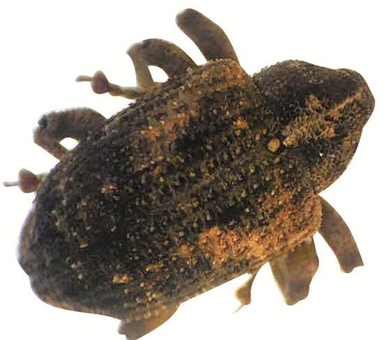 芒果内藏神秘生物 约一个月后爬出9只小虫子（图）