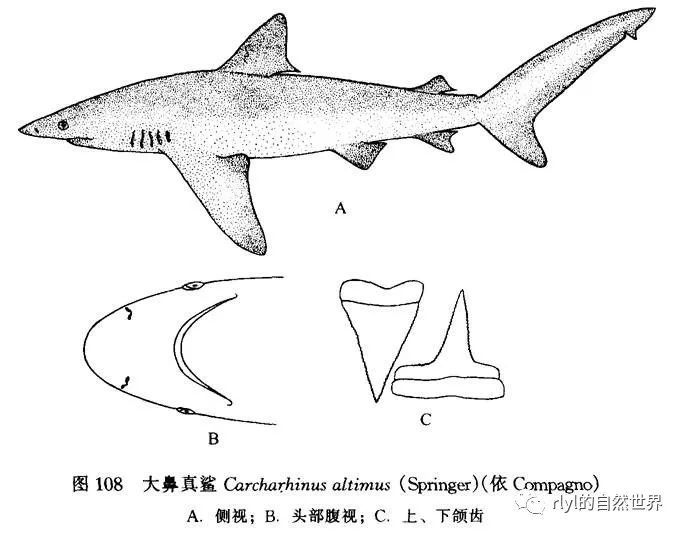 【rlyl物种说】今日--大鼻真鲨(bignose shark)