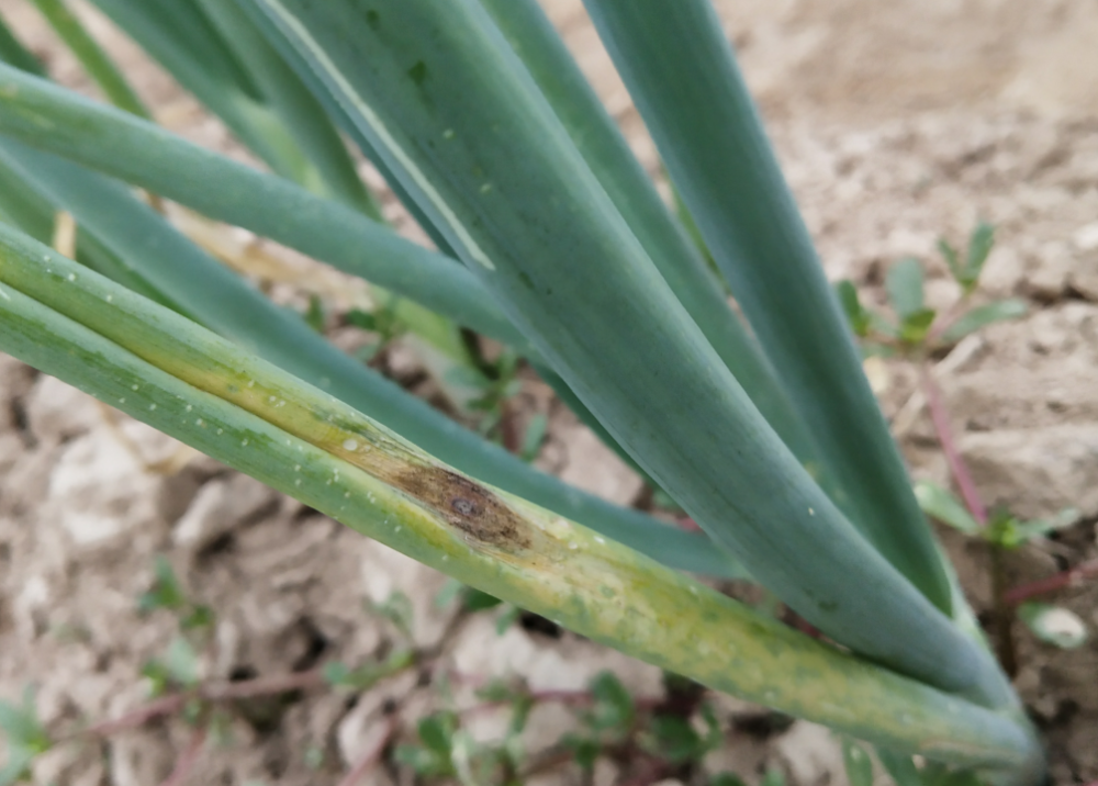 1000