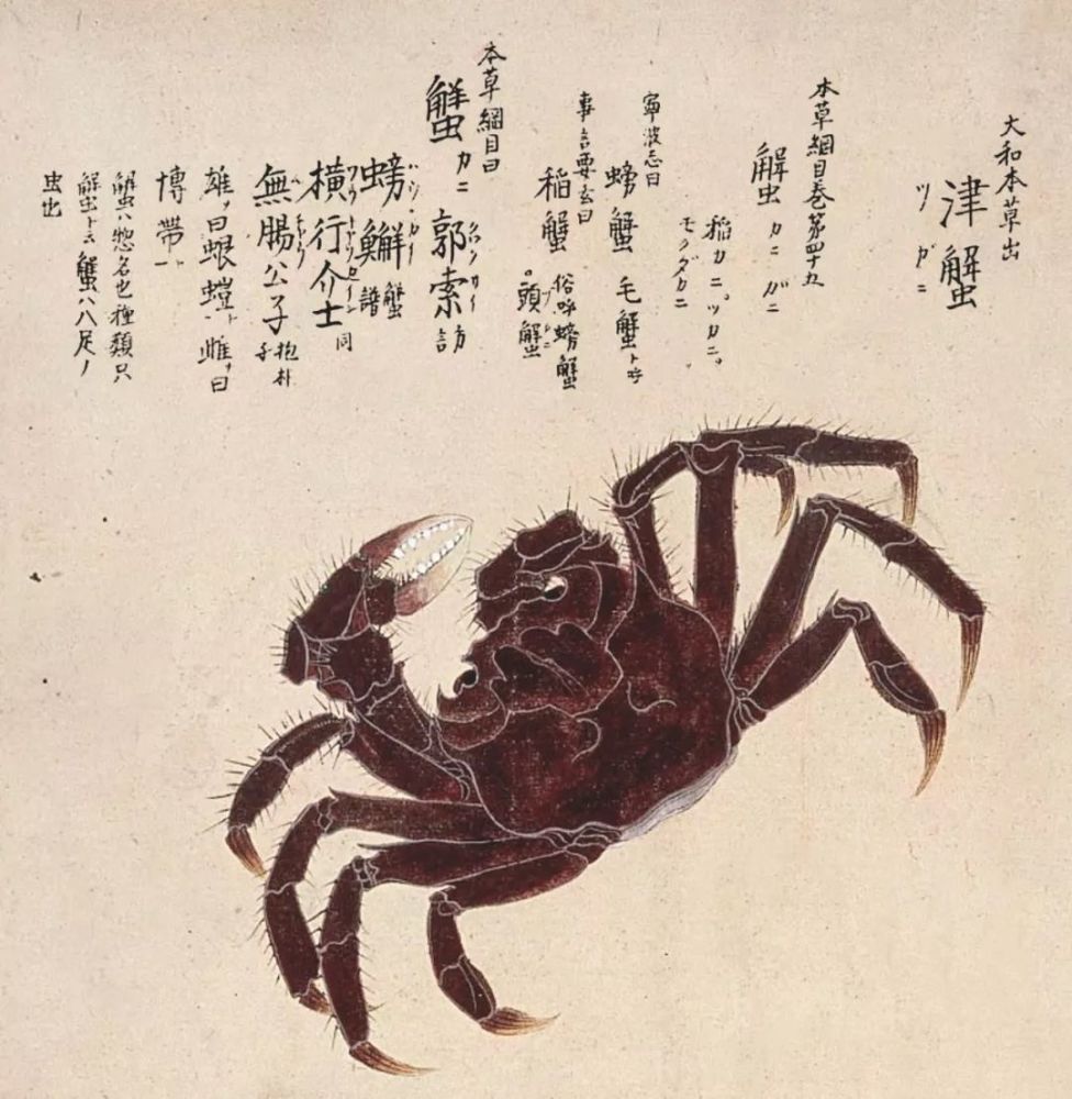《梅园介谱》中的日本绒螯蟹.绘/毛利梅园