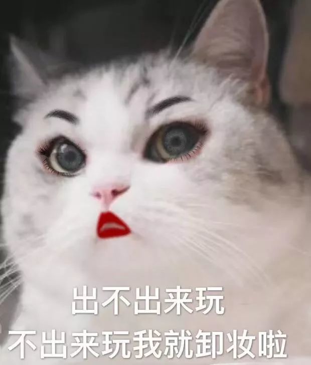 猫咪表情包:真令人害怕