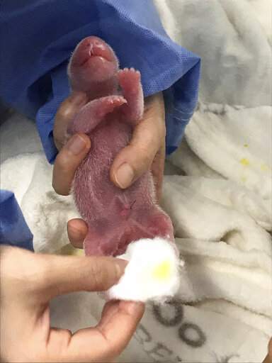 中国大熊猫德国产下双胞胎,半个月后两幼崽长出萌萌熊猫样