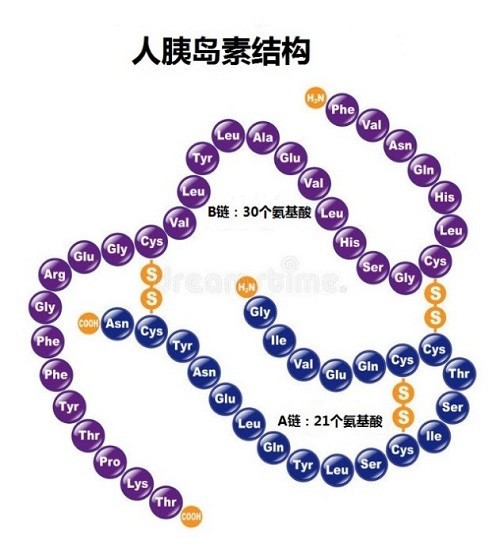 胰岛素分子结构