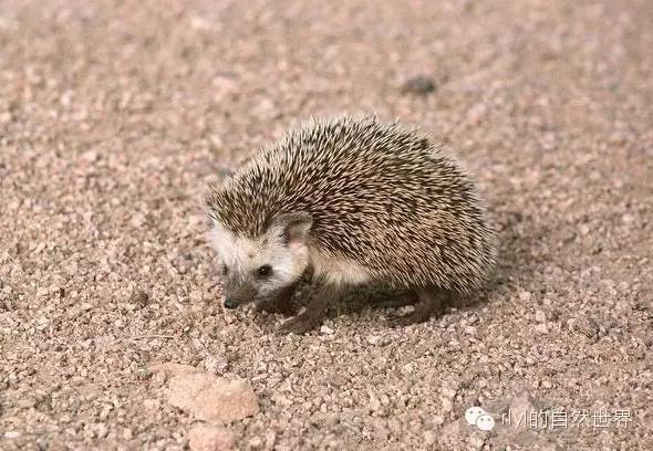 【rlyl物种说】今日--北非沙漠猬(desert hedgehog)