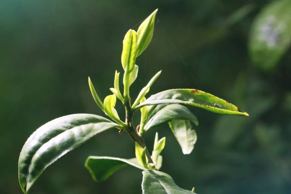 与普通白茶树采摘效率相比,荒野白茶的采摘量也就正常的一半不到.